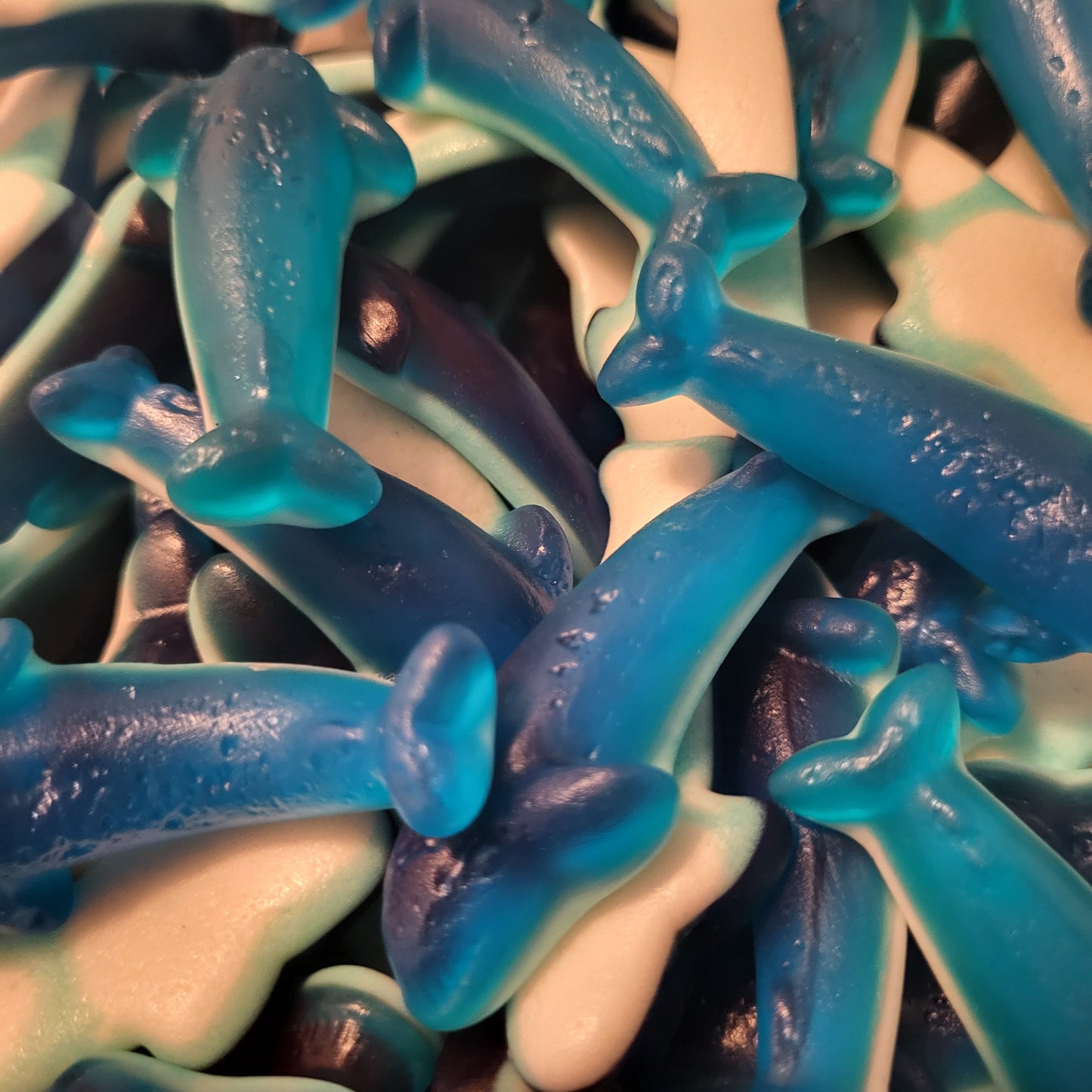 Dauphin marin (100g)